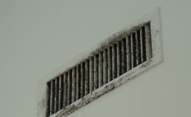 The Impact of Mold on Indoor Air Quality