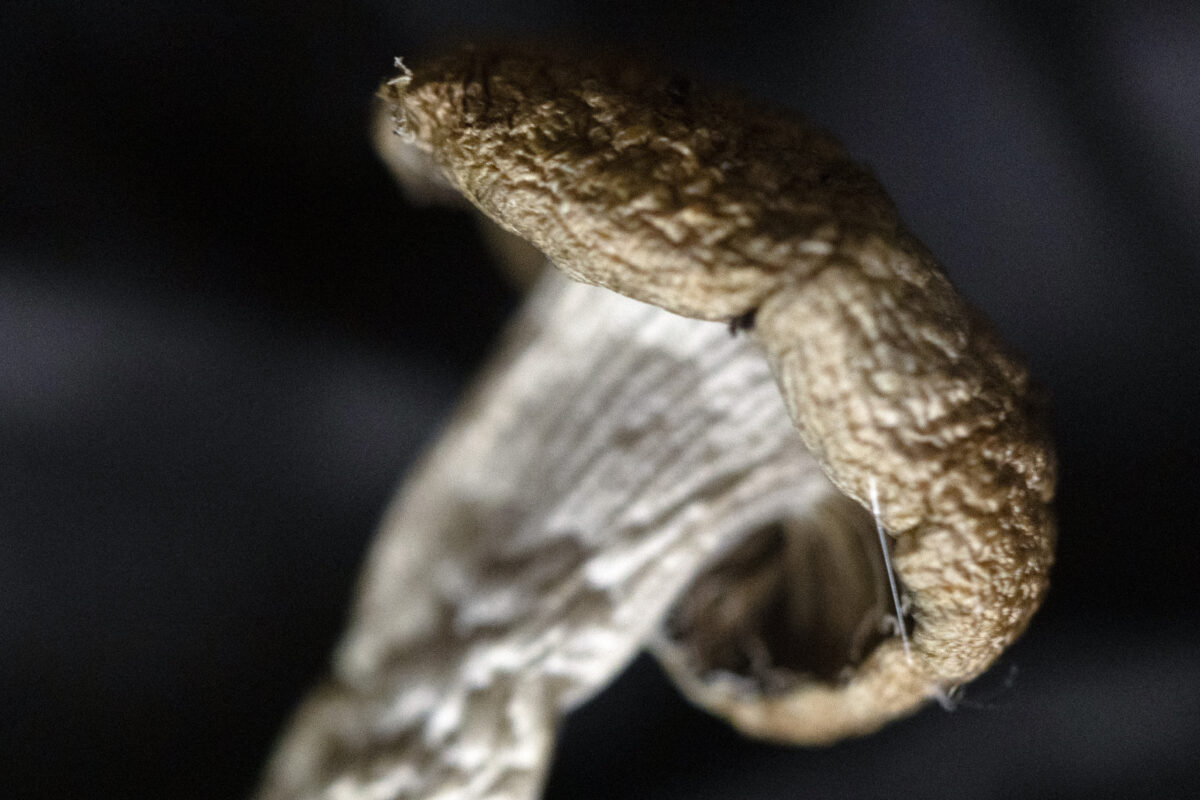 Magic Mushrooms